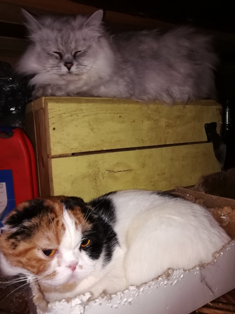 Кошки и коробки. 