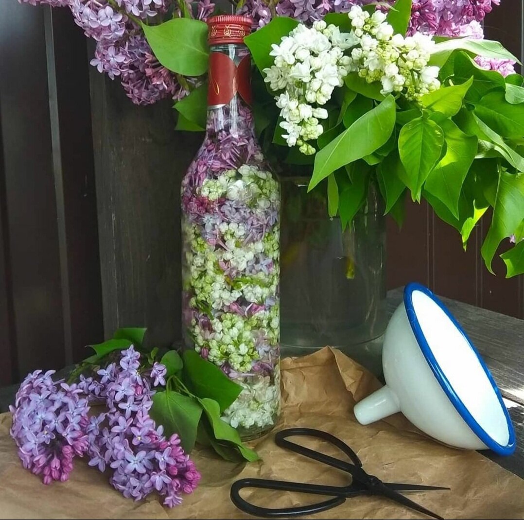 Применение настойки сирени помогает избавиться от множества недугов