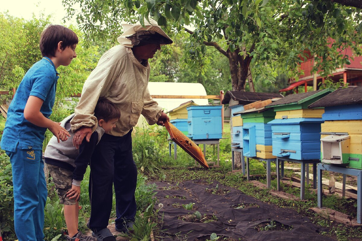 ПЧЁЛЫ на даче. Налетел РОЙ ПЧЁЛ. 🐝🐝🐝 ЧТО ДЕЛАТЬ? Дедушкины пчёлы и  пасека. Изучаем пчёл | ArtemLand | Дзен