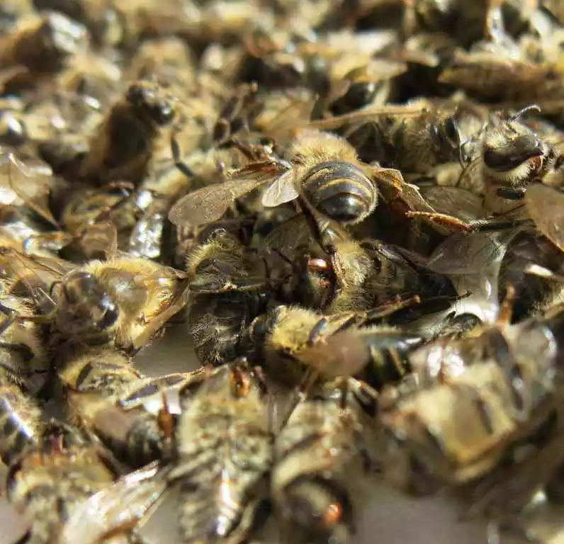 Пчелиный подмор (Фото из открытого источника https://fitoterapevt.ru)