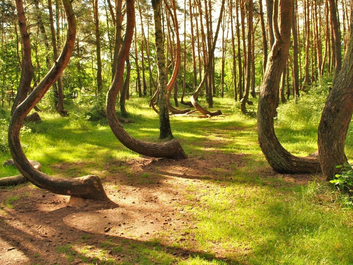 Однозначно объяснить этот загадочный феномен ученые пока не могут, но существует множество версий о причинах странного роста сосен. 