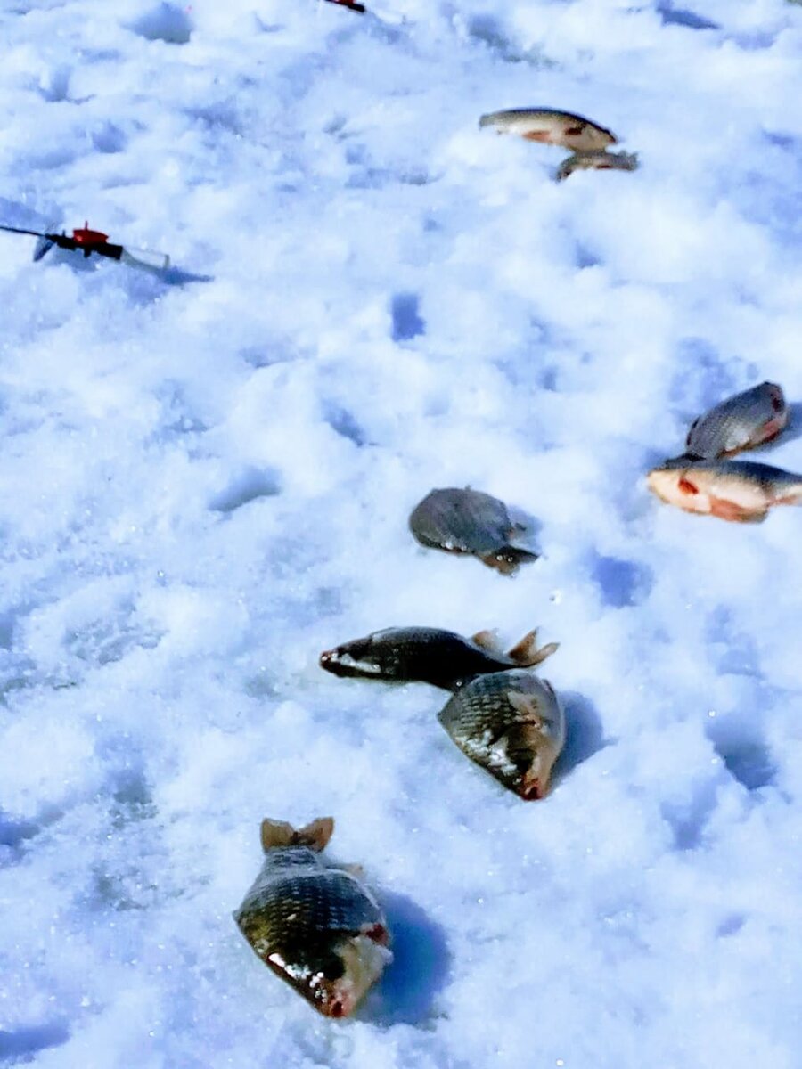 Красавцы караси