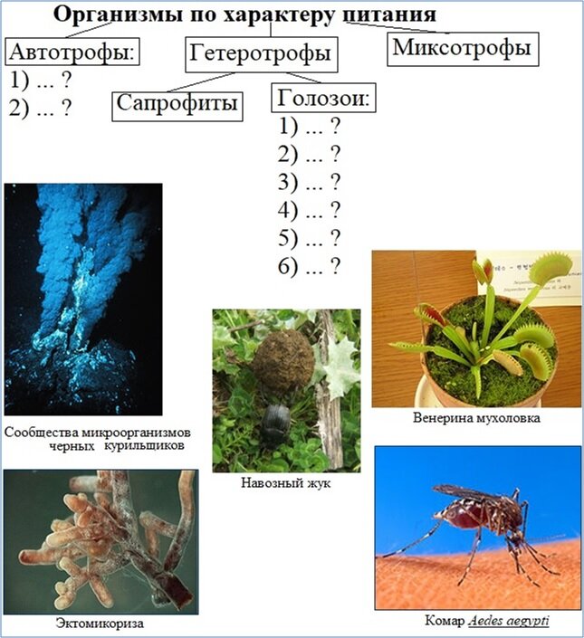 Определите виды организмов. Организмы по характеру питания. Организмы по характеру питания схема. Организмы по типу питания миксотрофы. По характеру питания микробы.