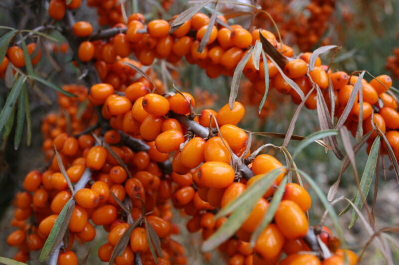 Урожайных сортов облепихи без колючек - выбор каждого садовода