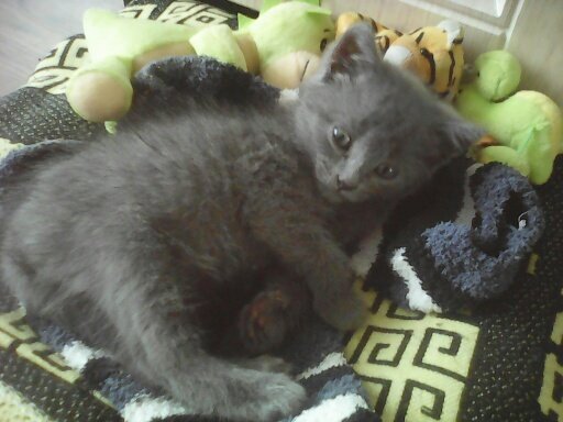 Дымка на диване. Безобразие!