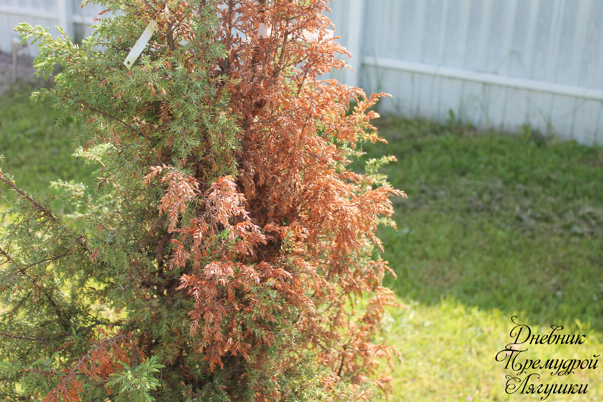 фото автора-  поражённое дерево