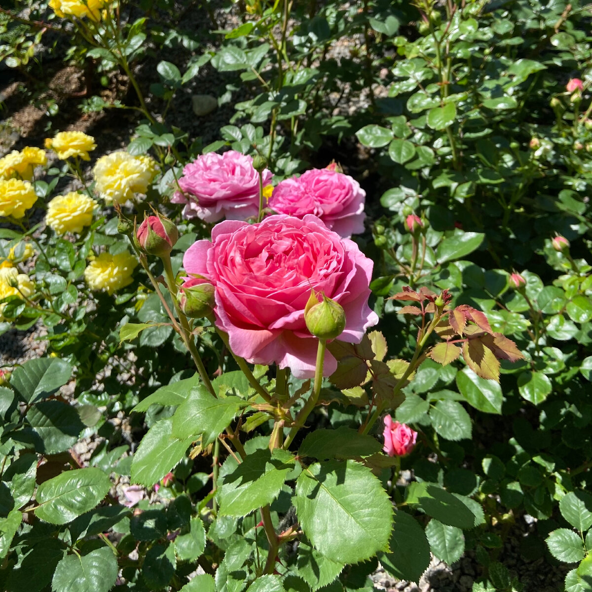 Princess Alexandra of Kent (Austin, 2007) , здесь две фотографии