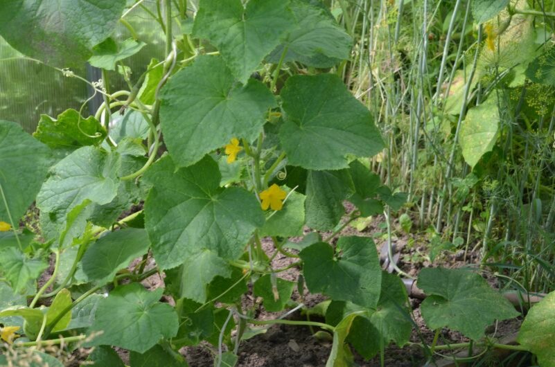 Огурцы в этом году.