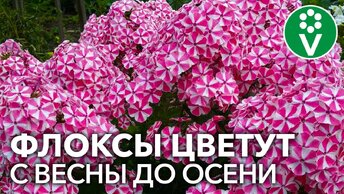 ВСЕ, ЧТО НУЖНО ЗНАТЬ О ФЛОКСАХ. Советы биолога для шикарного цветения