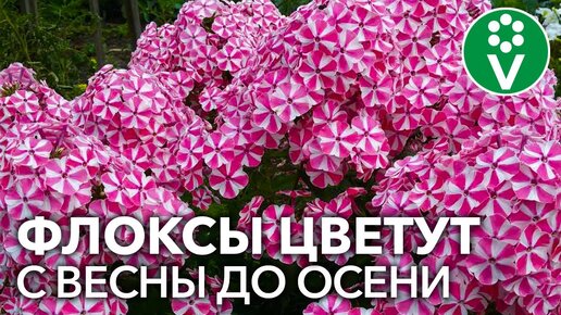 ВСЕ, ЧТО НУЖНО ЗНАТЬ О ФЛОКСАХ. Советы биолога для шикарного цветения