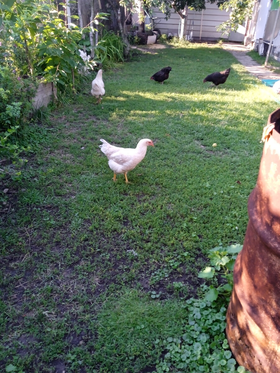 Две курочки бело-кремового окраса.