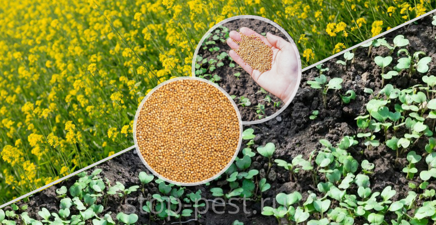 фото сайта https://stop-pest.ru/