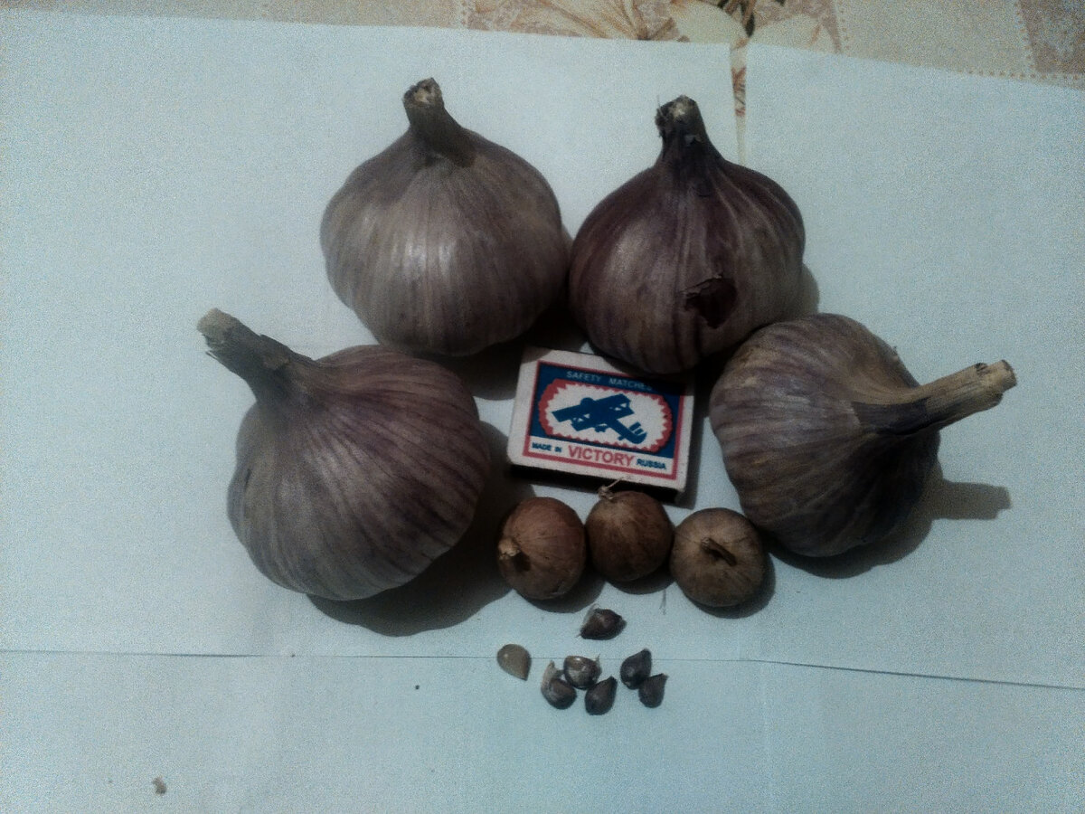 Урожай 2021 года ,  головки весом 100 грамм.