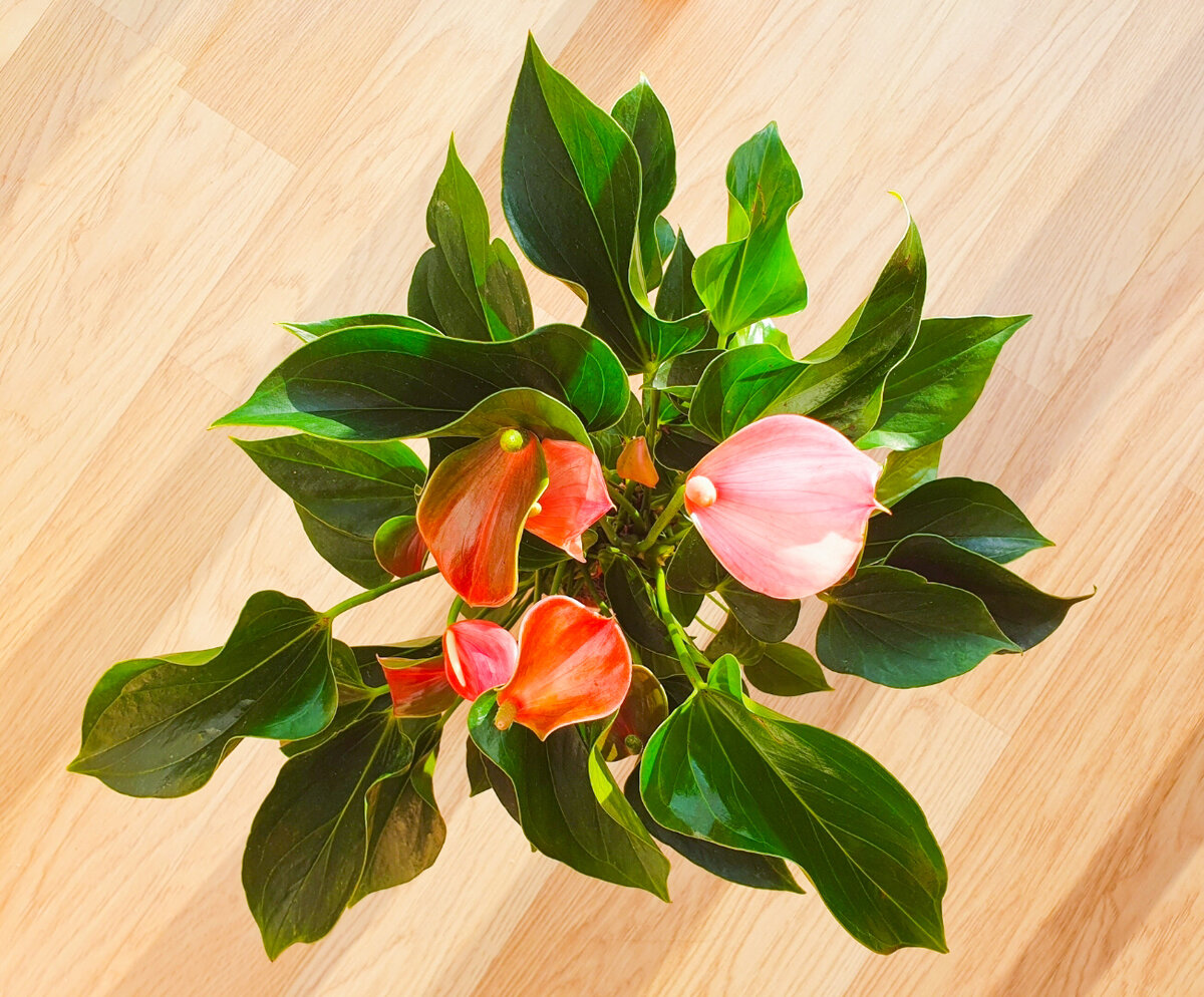 Вы просто посмотрите, как изящно он смотрится сверху – все листья аккуратно растут вверх, раскрываясь. Да ещё и нежно-розовый цвет...