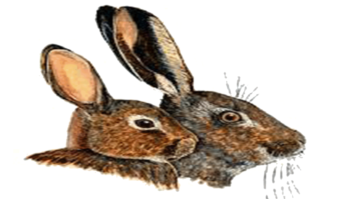 Из открытого доступа