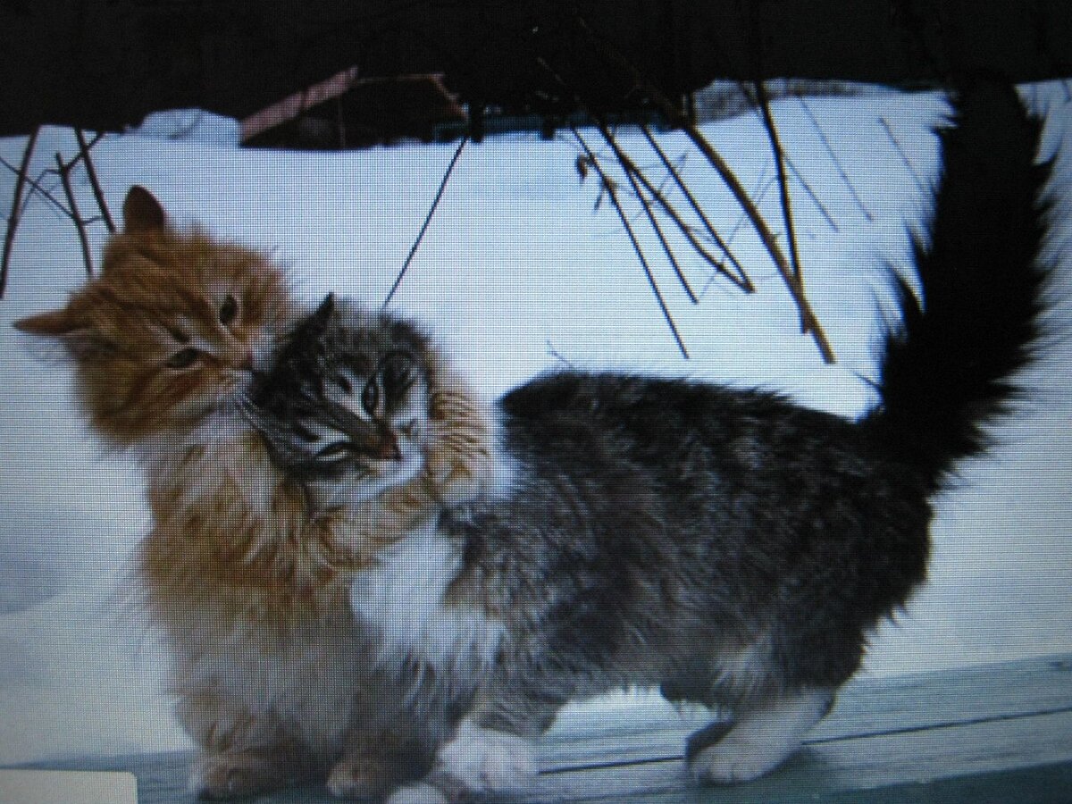 ллюстрация из яндекс картинки.