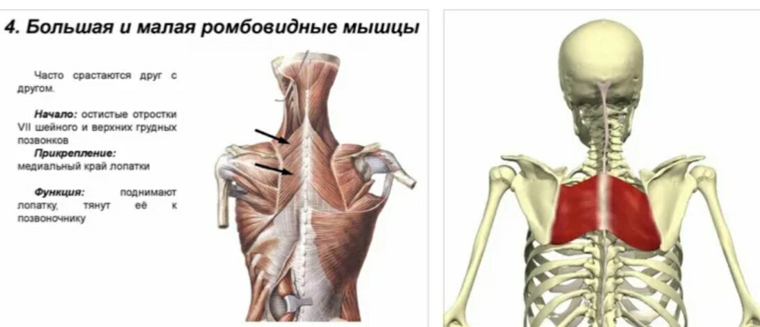 Мышечно-тонический синдром - лечение, симптомы, причины, диагностика | Центр Дикуля