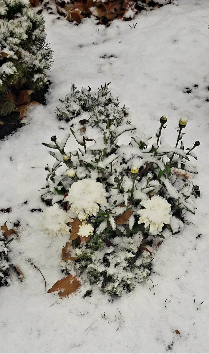 Эти хризантемы тоже живы, несмотря на холод и снег. Зачатьевский монастырь. Москва. Хамовники. 