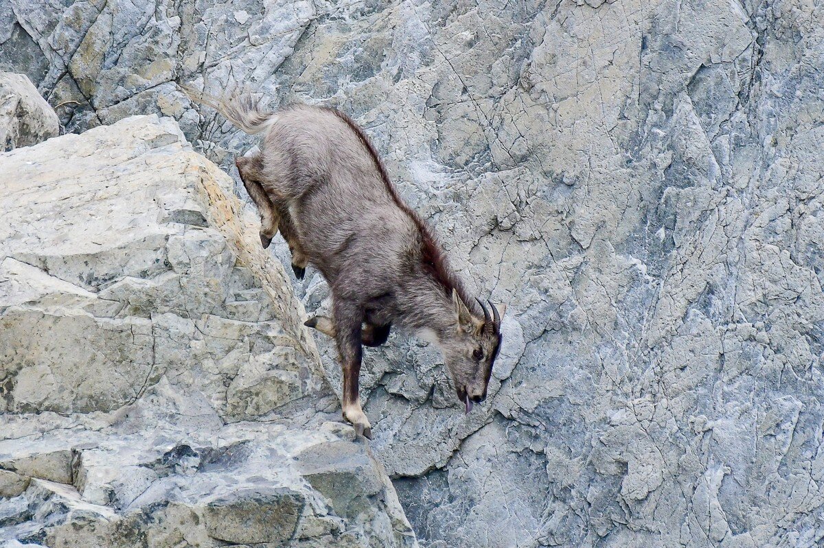 Фото и описание амурский горал