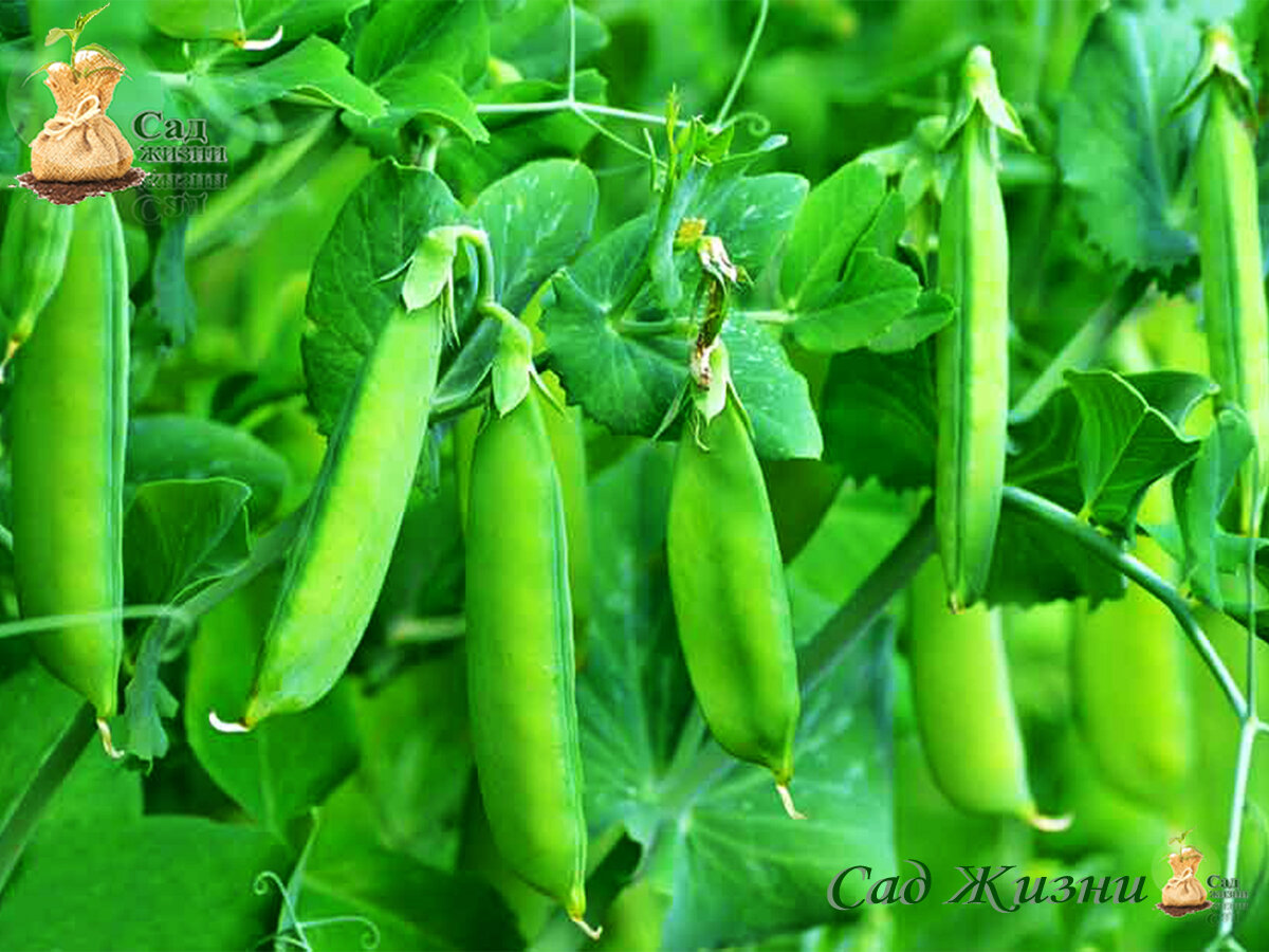 Польза гороха для человека