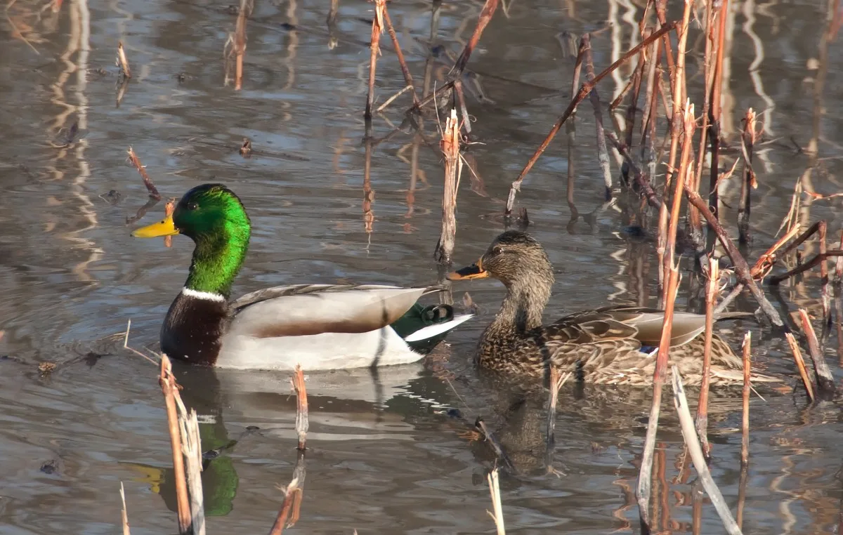 Фото из открытого источника