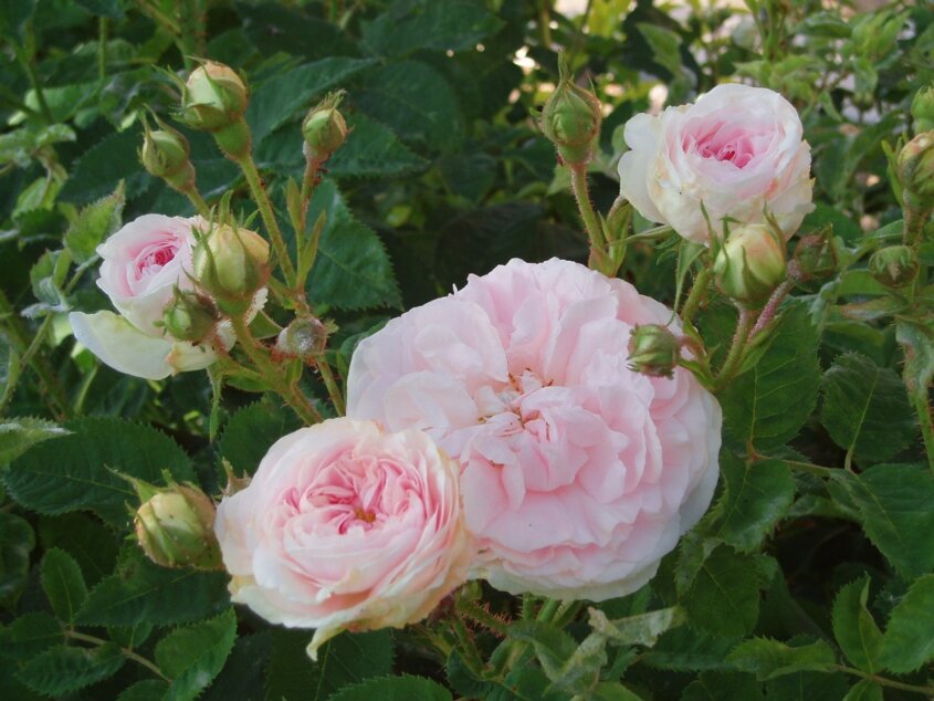 Розы сорта cuisse de nimphe émue