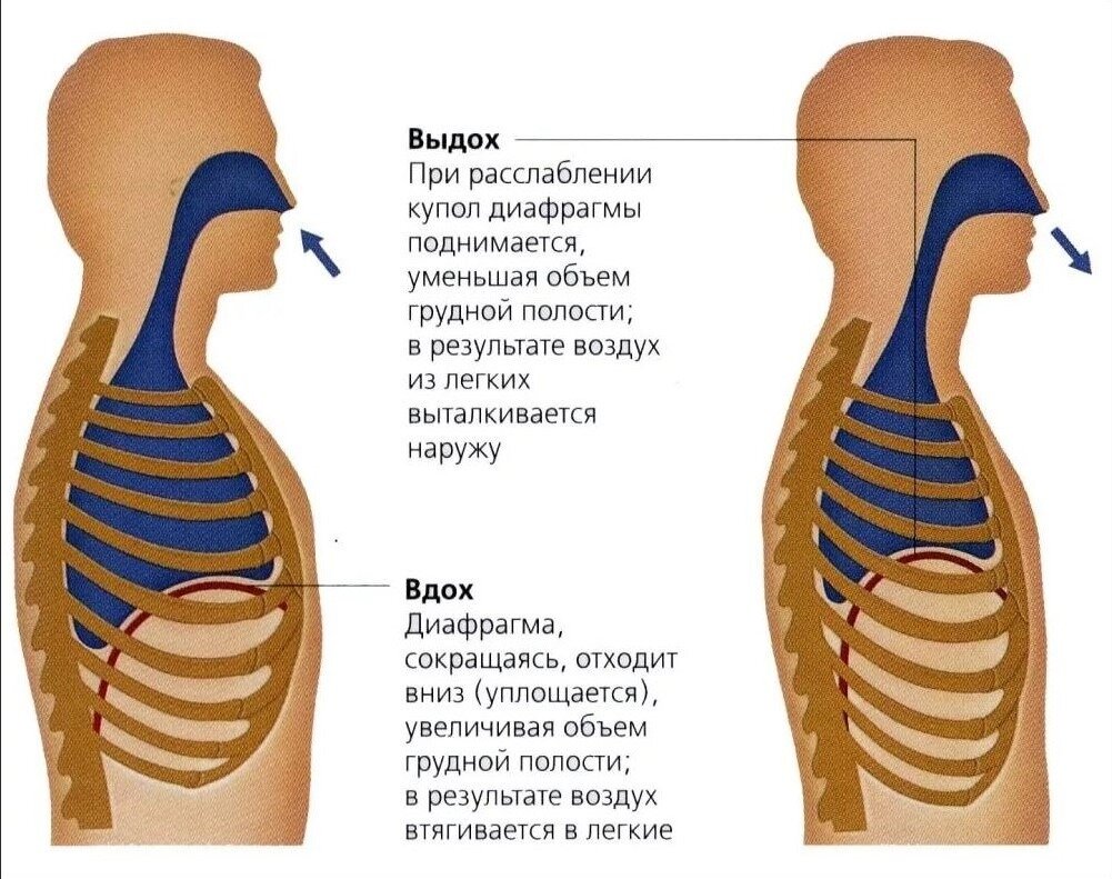 Расслабление сокращение. Диафрагма. Диафрагма человека. Дыхательная мышца диафрагма. При выдохе диафрагма.