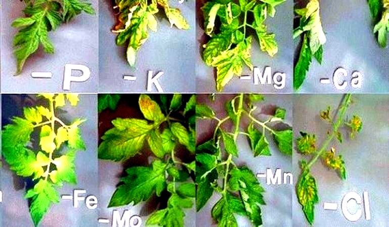 Как по листьям томатов определить нехватки элементов фото