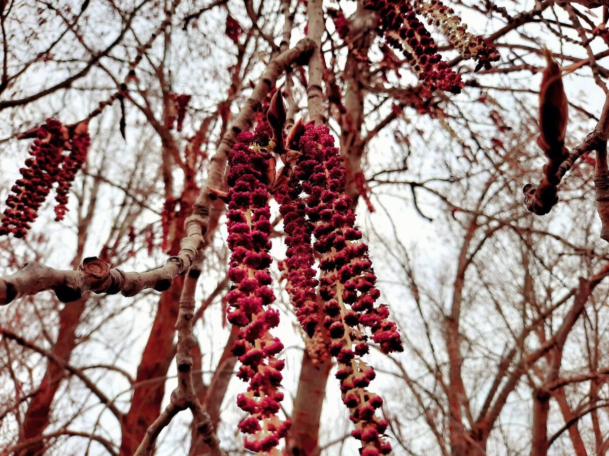 Авторское  фото  -серёжка  ольховая
