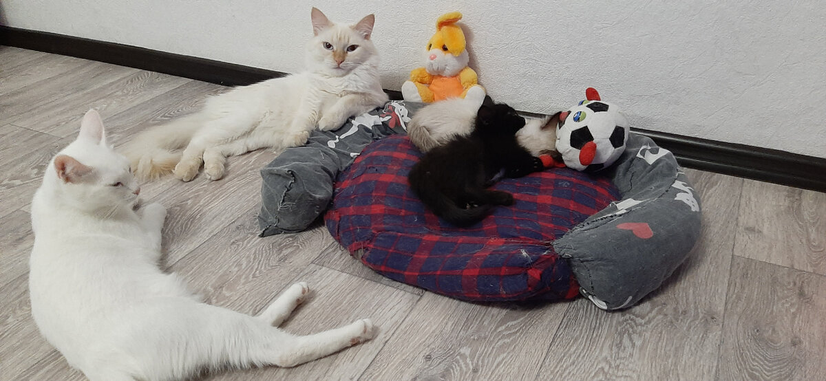 Пушистая семья