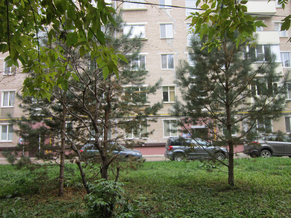 Наши городские сосны через 10 лет после посадки 