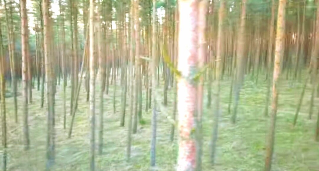Куршская коса, Калининград, Россия, отпуск,  путешествие 