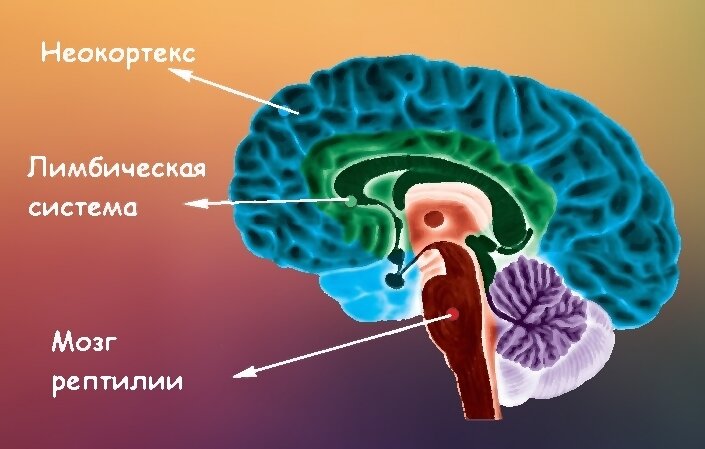 Неокортексе лимбической системе рептильном мозге. Мозг неокортекс лимбическая система. Строение мозга неокортекс. 3 Части головного мозга человека неокортекс.