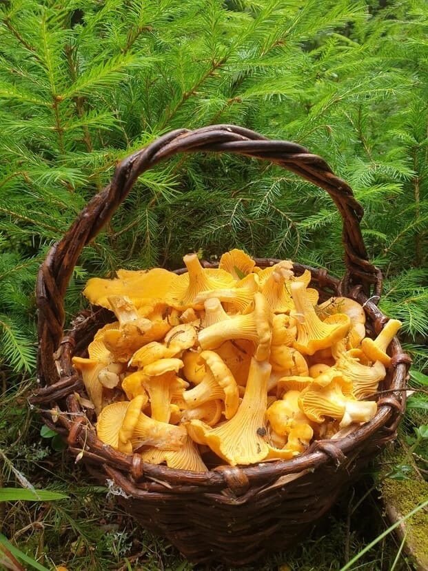 Любимые грибы ЛИСИЧКИ