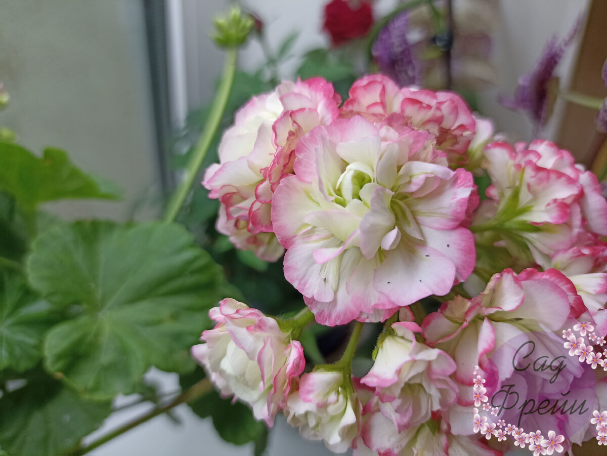 Половина названия сорта этой пеларгонии - Appleblossom - переводится как "Яблоневый цвет". И, я думаю, она вполне отражает действительность