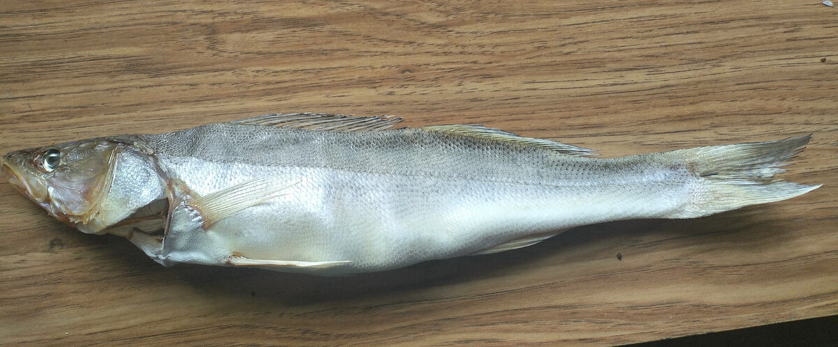 Вяленый судак