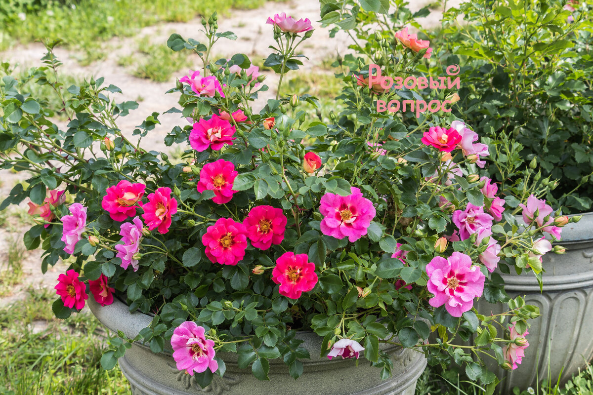 Моя роза Ай ту Ай.