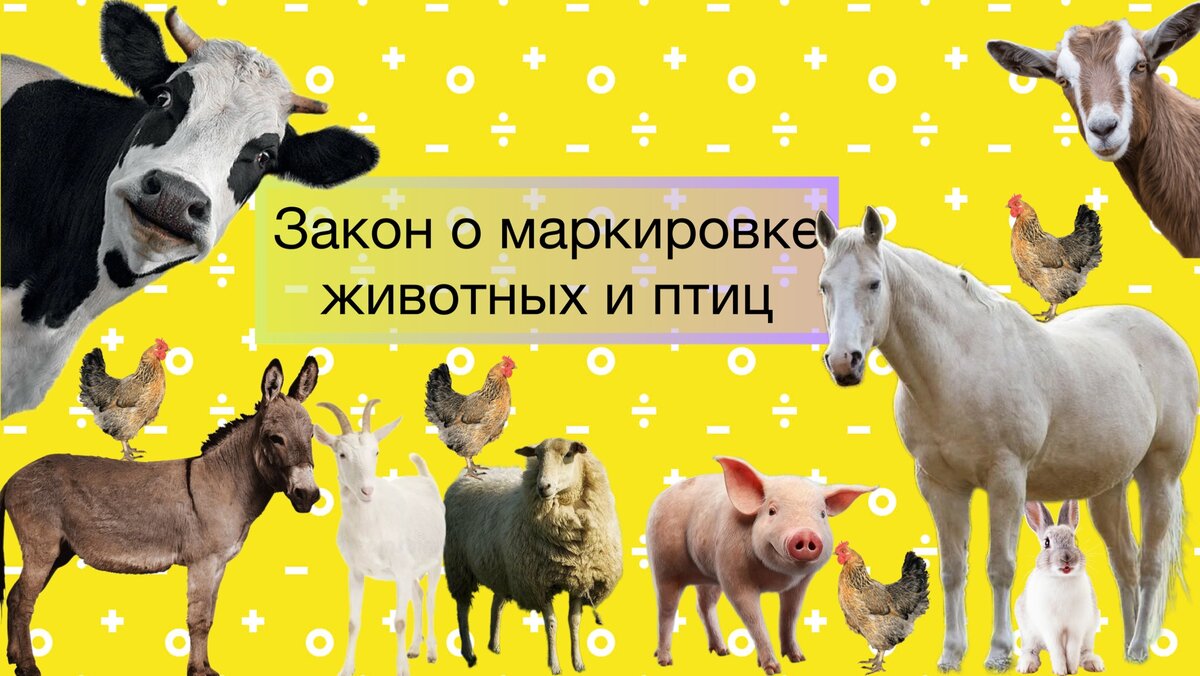 Ветеринария и жизнь. Чипирование кота. Маркирование животных. Идентификация животных. Ветеринарные правила маркировки и учета животных.