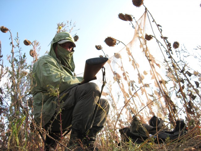 В ожидании голубей.
