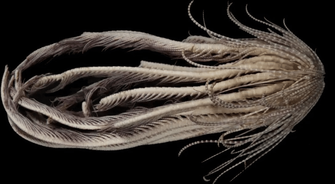    Promachocrinus fragarius / © Greg W. Rouse