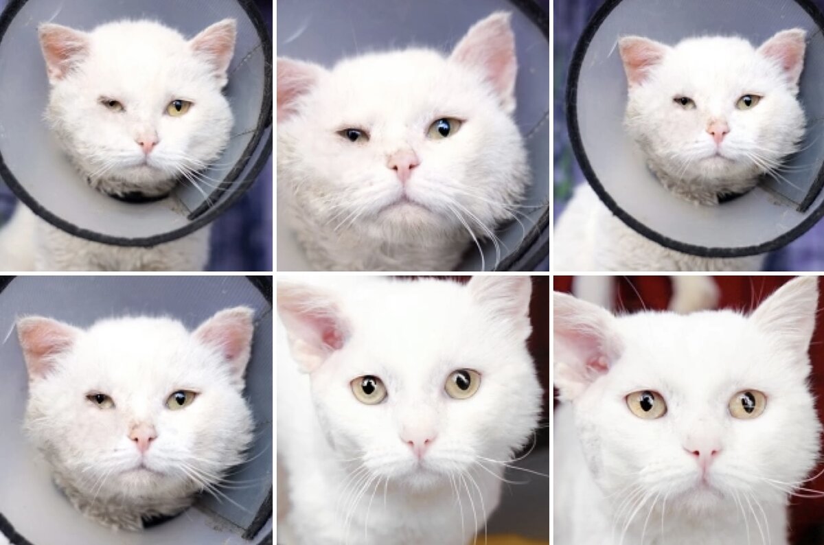 🚹 Холодок, 5 лет. Найден в подвале жилого дома. Недавно холодок обрел дом, но был вынужден вернуться в приют из-за начавшейся у новых хозяев аллергии, и теперь Холодок вновь ищет дом. 🙏🏻