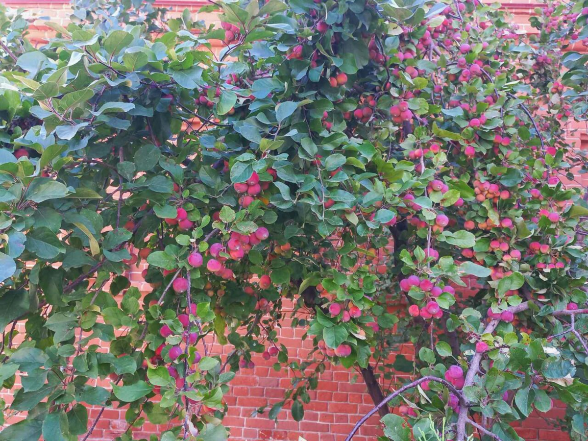 Фото автора.