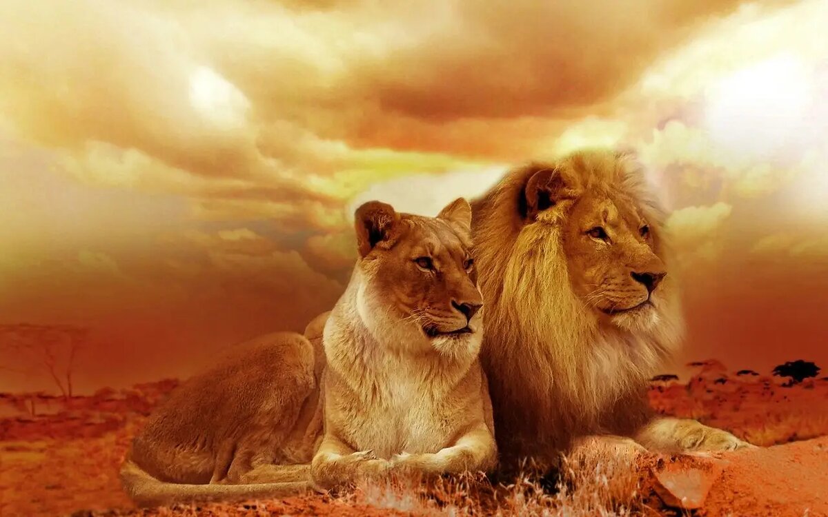 Он непоколебим в любви /pixabay