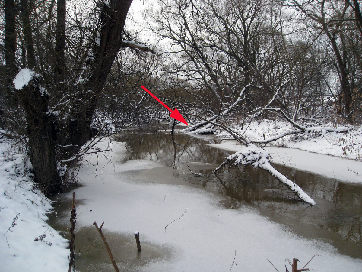 Так упавшее дерево выглядело зимой