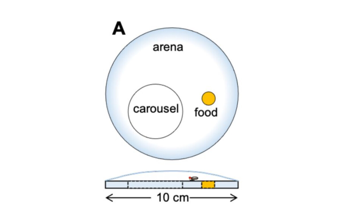   Tillman Triphan, Wolf Huetteroth / bioRxiv, 2023