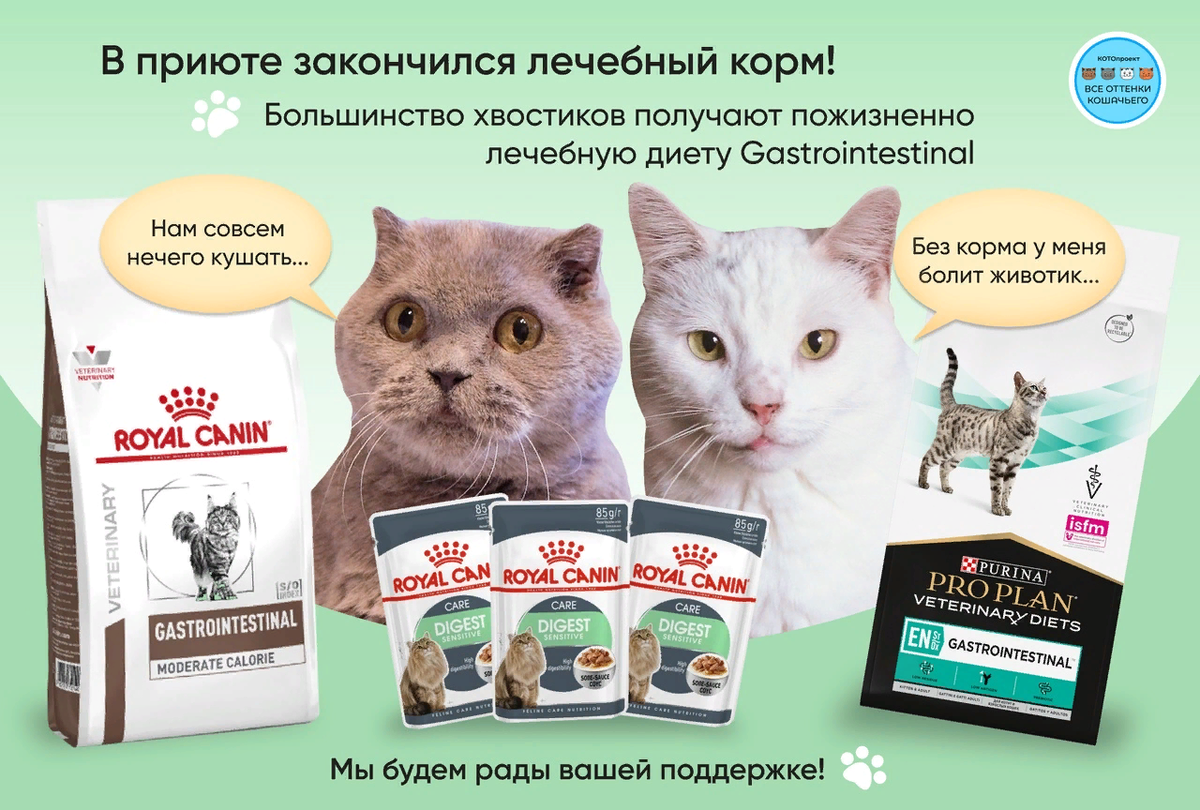 © ВСЕ ОТТЕНКИ КОШАЧЬЕГО 
