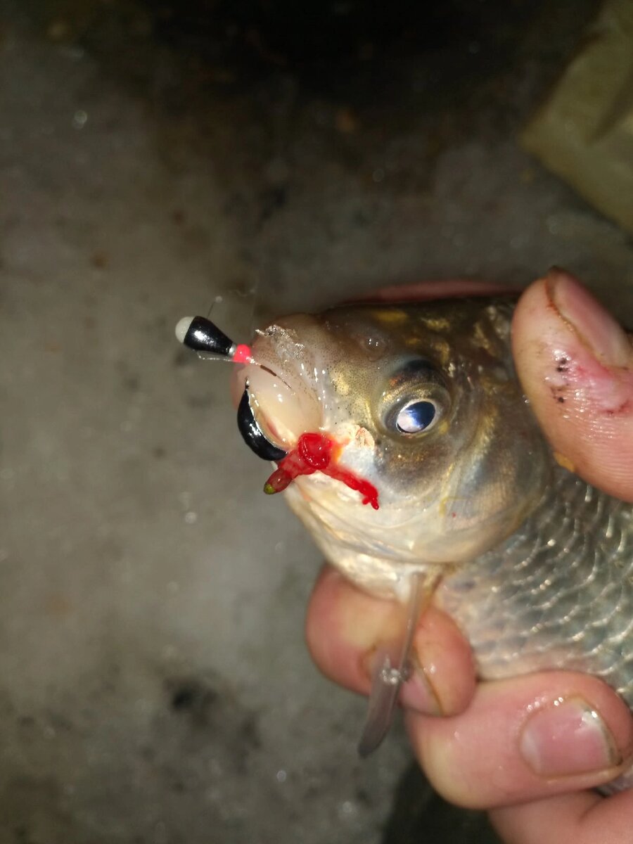 ОБЖОРА карась 