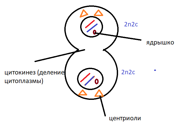 Гены и хромосомы