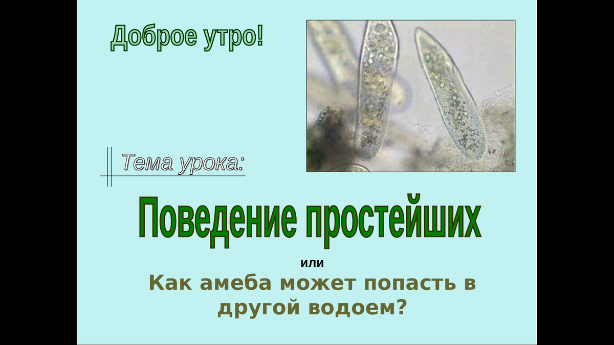 Урок зоологии. Простейшие. Поведение и значение | Елена Сова: пуд соли в  школе | Дзен