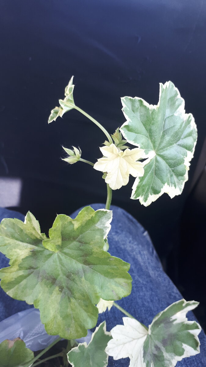 Моя "крайняя" новинка - пестролистная плющелистная пеларгония, с бутонами, сказали цветет розовым. Очень красивая... листья необыкновенные